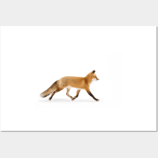 Red Fox Walk- Algonquin Park Posters and Art